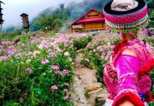 Du Lịch Sapa Hè 2026 – Trốn Nóng Miền Núi, Săn Mây Và Ruộng Bậc Thang Tuyệt Đẹp Du lịch Sapa
